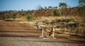 Kangaroo surprised on the savannah way after Normanton, Queensland, Asutralia